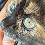 cat, tortoiseshell, close_up, green_eyes, whiskers, collar, hand, pet, animal, feline, face, fur, portrait, domestic_animal, cute, indoor, focus, texture, star_pattern, eye_reflection