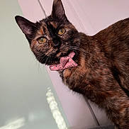 Nala joined the competition — help win amazing prizes! bowtie, cat, close_up, collar, curious, domestic_animal, ears, feline, fur, indoor, pet, pink_bow, portrait, reflection, sofa, tilted, tortoiseshell_cat, wall, whiskers, yellow_eyes