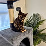 Nala is registered to the contest to win money with this photo: kitten, cat, cat_tree, indoor, plush, tortoiseshell, pet, animal, plant, window, blinds, curious, cute, feline, toy, scratching_post, young_animal, domestic_cat, gray, cozy