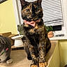 Nala is registered to the contest to win money with this photo: bow_tie, cat, cat_statue, close_up, countertop, decor, dish, ears, eyes, fur, indoor, paws, pet, plant, portrait, second_cat, sitting, tortoiseshell_cat, whiskers, window_blinds