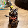 Nala joined the competition — help win amazing prizes! beanbag, bell, bow_tie, cat_toy, close_up, collar, curious, fur, grey_cat, indoor, looking_up, pet, playful, portrait, sitting, tortoiseshell_cat, toy, two_cats, whiskers, wooden_floor