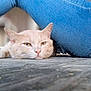 cat, jeans, blue_jeans, floor, wooden_floor, relaxing, animal, pet, feline, closeup, resting, casual, indoor, blurred_background, texture, whiskers, ears, pink_nose, mammal, laid_back