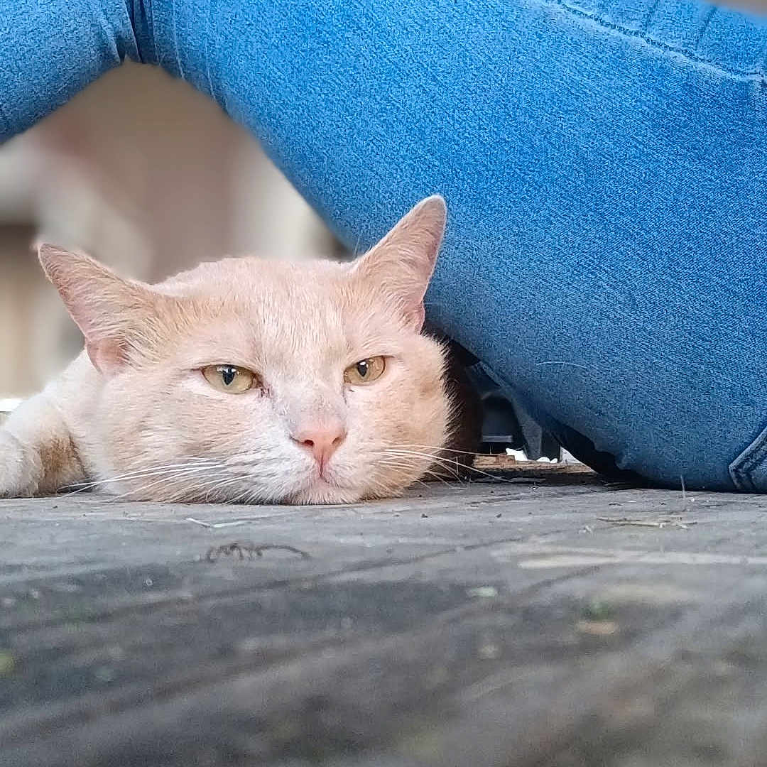 Azlan joined the competition — help win amazing prizes! animal, blue_jeans, blurred_background, casual, cat, closeup, ears, feline, floor, indoor, jeans, laid_back, mammal, pet, pink_nose, relaxing, resting, texture, whiskers, wooden_floor