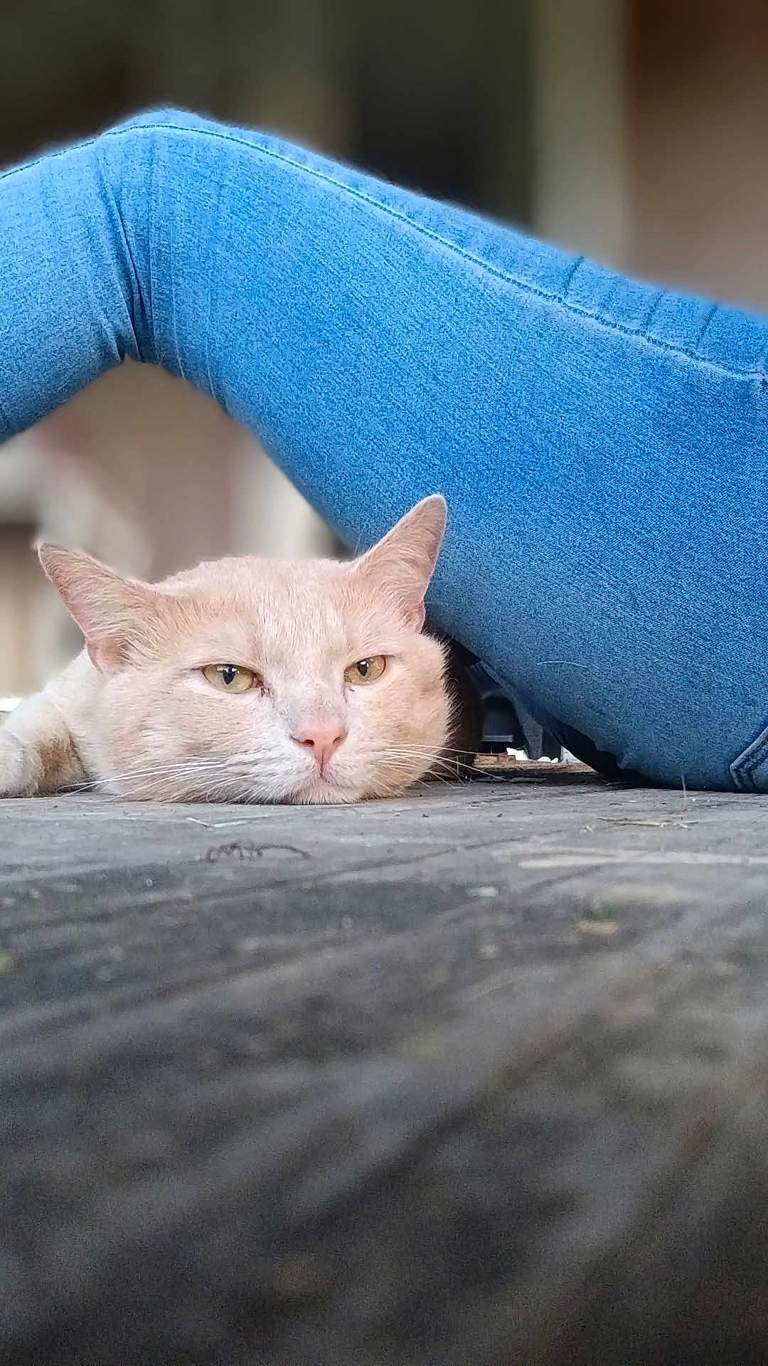 Azlan joined the competition — help win amazing prizes! cat, jeans, blue_jeans, floor, wooden_floor, relaxing, animal, pet, feline, closeup, resting, casual, indoor, blurred_background, texture, whiskers, ears, pink_nose, mammal, laid_back
