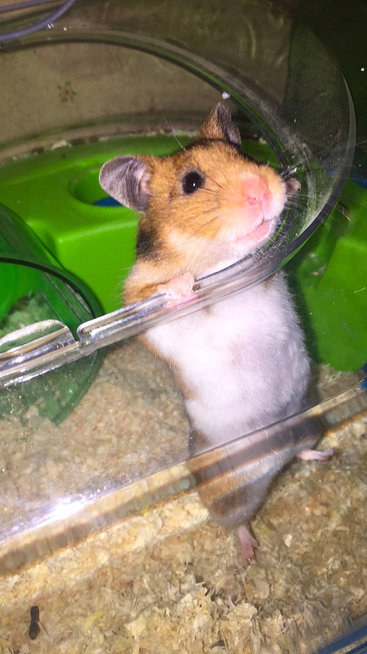 Caramel participe au concours pour gagner de l'argent avec cette photo : degu, dormouse, fawn, gerbil, hamster, mammal, mouse, muridae, muroidea, pest, rat, rodent, snout, whiskers, white_footed_mice