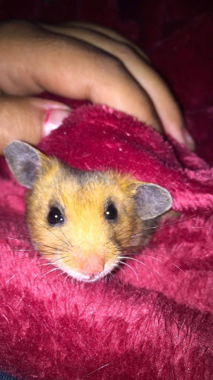 Caramel a rejoint le concours — aidez-le/la à gagner de superbes lots ! dormouse, eye, fawn, fur, gerbil, hamster, iris, mammal, mouse, muridae, muroidea, pest, pink, possum, rat, rodent, skin, snout, whiskers