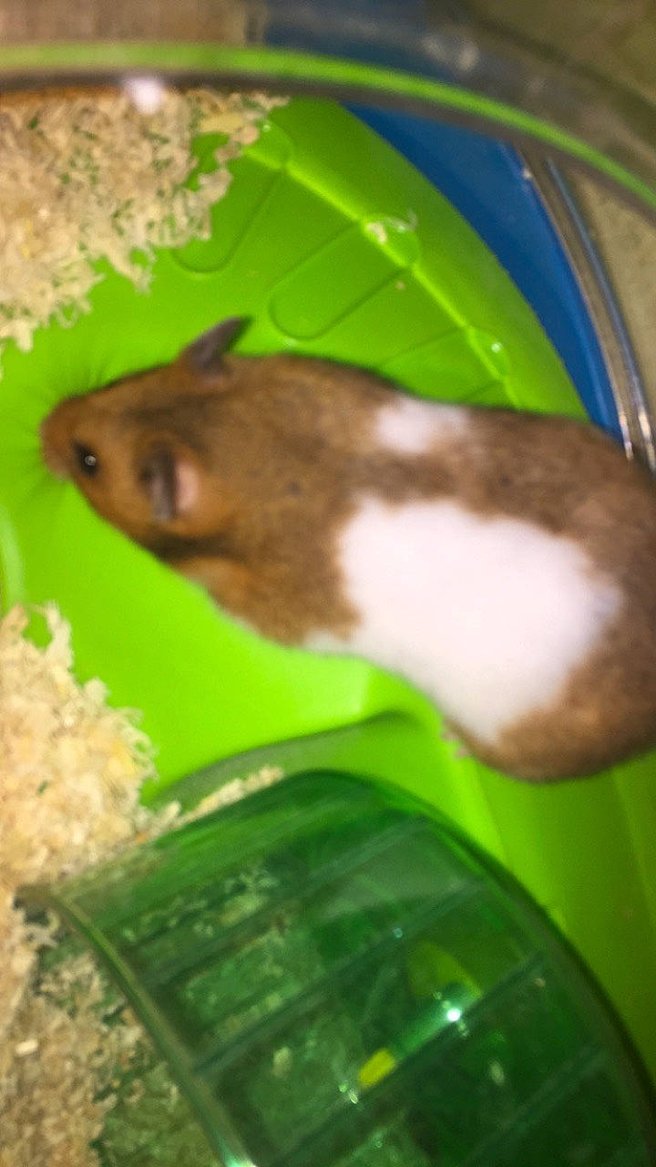 Caramel participe au concours pour gagner de l'argent avec cette photo : adaptation, degu, fawn, gerbil, hamster, mouse, muridae, muroidea, organism, pest, rat, rodent