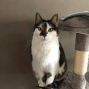 Maxoue a rejoint le concours — aidez-le/la à gagner de superbes lots ! cat, feline, pet, indoor, cat_tree, sitting, portrait, white_fur, tabby, green_eyes, whiskers, paws, tail, curious, looking_at_camera, furniture, cozy, vertical, closeup, animal