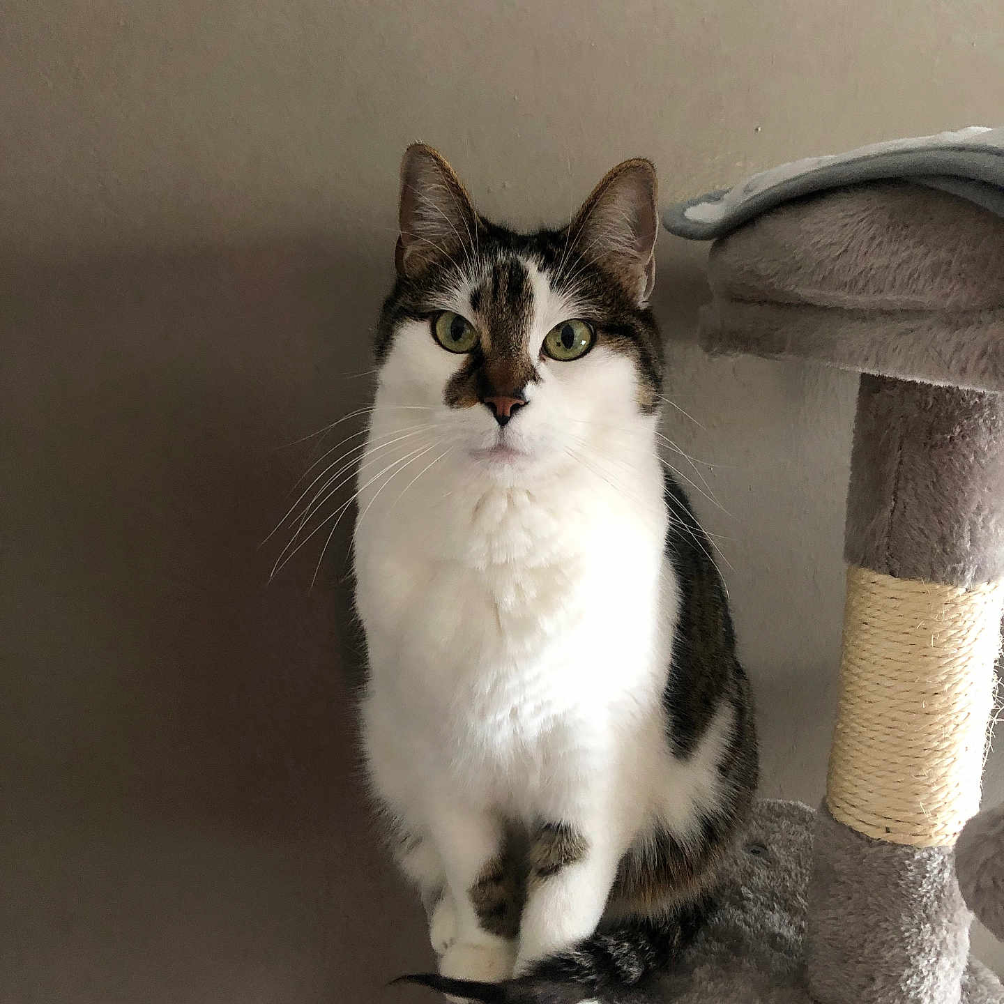 Maxoue a rejoint le concours — aidez-le/la à gagner de superbes lots ! animal, cat, cat_tree, closeup, cozy, curious, feline, furniture, green_eyes, indoor, looking_at_camera, paws, pet, portrait, sitting, tabby, tail, vertical, whiskers, white_fur