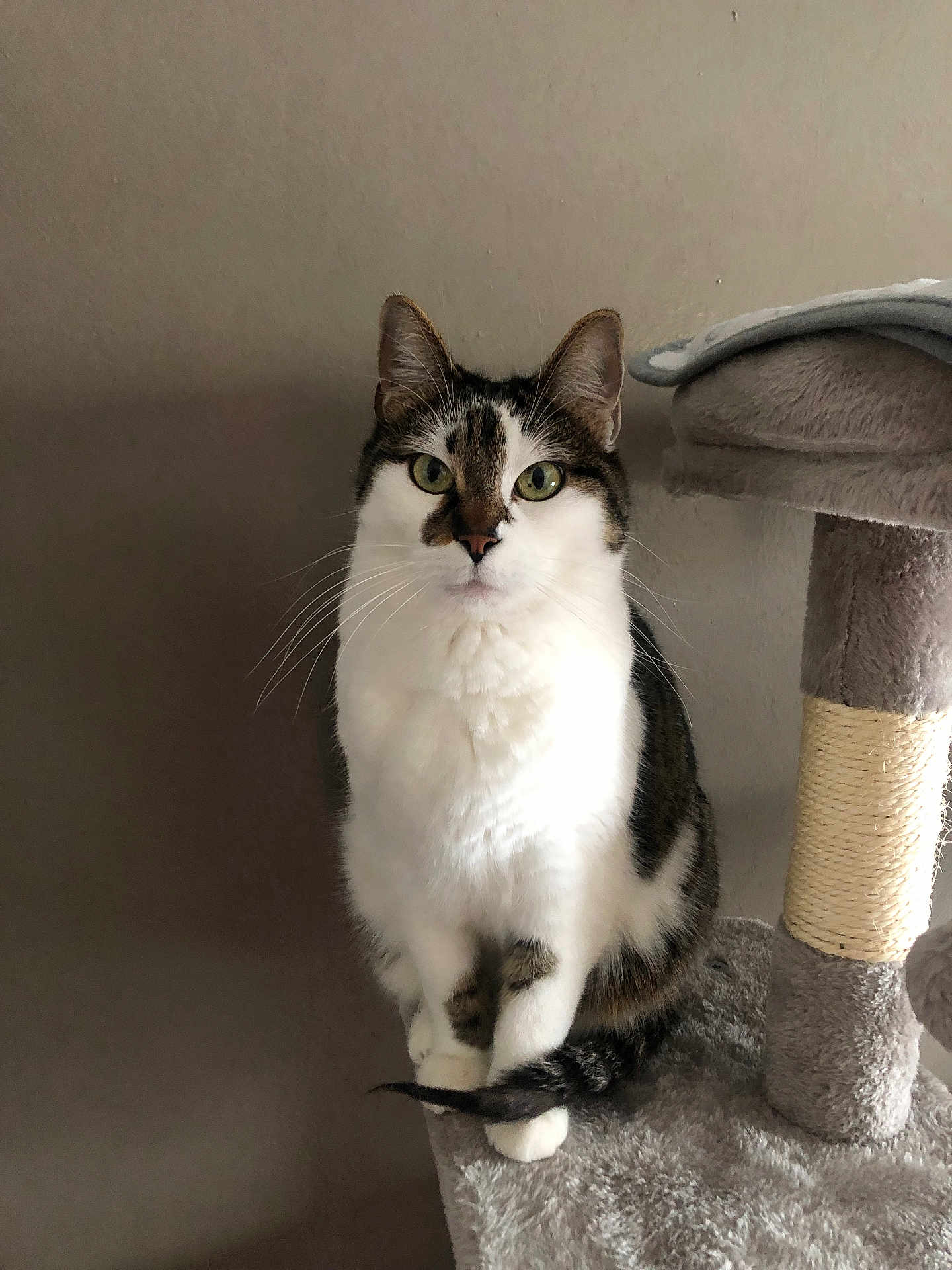 Maxoue a rejoint le concours — aidez-le/la à gagner de superbes lots ! cat, feline, pet, indoor, cat_tree, sitting, portrait, white_fur, tabby, green_eyes, whiskers, paws, tail, curious, looking_at_camera, furniture, cozy, vertical, closeup, animal