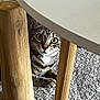 Luna participe au concours pour gagner de l'argent avec cette photo : cat, tabby_cat, pet, peekaboo, indoor, carpet, wooden_table, table, furniture, curious, wide_eyes, whiskers, paws, striped_fur, eye_contact, close_up, home, cute, hiding, domestic_animal