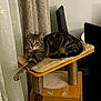 cat, tabby_cat, pet, indoor, cat_tree, scratching_post, cushion, curtain, chair, living_room, furniture, wooden, paw, whiskers, striped_fur, relaxed, toy_ball, no_person, portrait, cozy