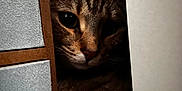 Luna a rejoint le concours — aidez-le/la à gagner de superbes lots ! cat, tabby_cat, pet, feline, portrait, peekaboo, hiding, cardboard_box, whiskers, close_up, eyes, ear, nose, indoor, shadow, cozy, curious, fur, pupil, face