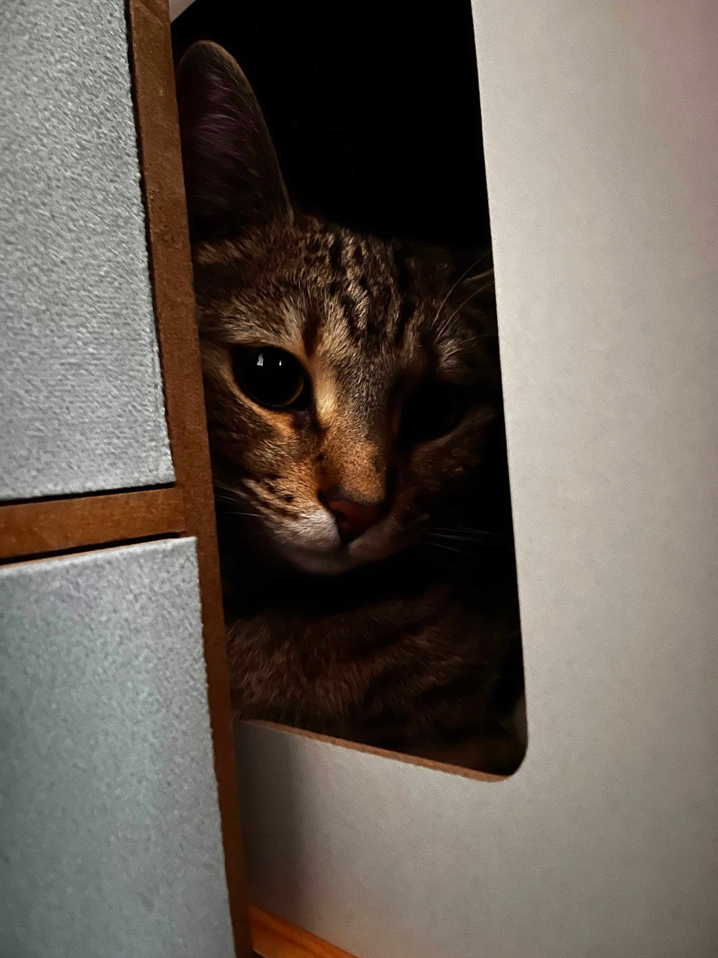 Luna a rejoint le concours — aidez-le/la à gagner de superbes lots ! cat, tabby_cat, pet, feline, portrait, peekaboo, hiding, cardboard_box, whiskers, close_up, eyes, ear, nose, indoor, shadow, cozy, curious, fur, pupil, face