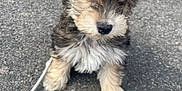 Alpha a rejoint le concours — aidez-le/la à gagner de superbes lots ! puppy, dog, young, cute, fluffy, sitting, outdoor, pavement, leash, fur, pet, animal, small, adorable, curious, canine, walking, nature, companion, friendly