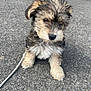 puppy, dog, young, cute, fluffy, sitting, outdoor, pavement, leash, fur, pet, animal, small, adorable, curious, canine, walking, nature, companion, friendly