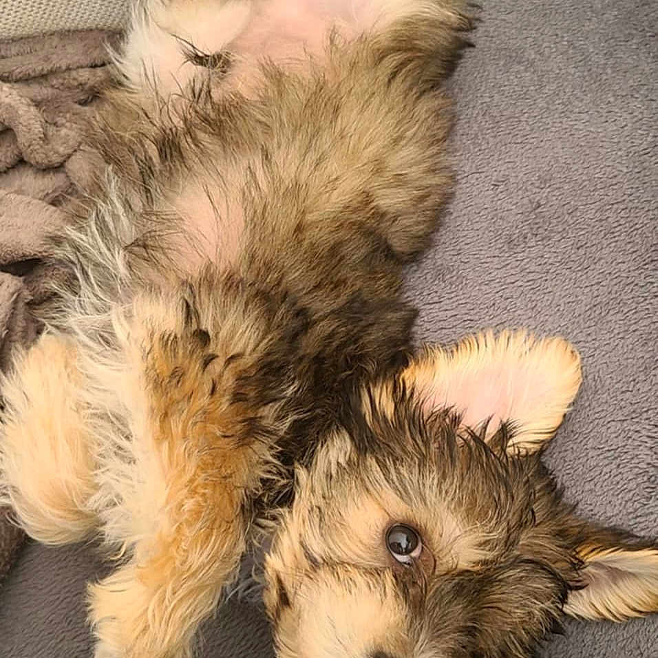 Alpha participe au concours pour gagner de l'argent avec cette photo : animal, belly_up, blanket, companion, couch, cozy, cute, dog, domestic, ears, fur, indoor, lying_down, nose, paw, pet, puppy, relaxed, sleepy, young