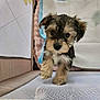 Alpha a rejoint le concours — aidez-le/la à gagner de superbes lots ! puppy, dog, pet, cute, fur, playpen, mesh, bedding, indoor, small, young, adorable, animal, walking, closeup, face, eyes, ears, legs, furry