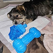 Alpha participe au concours pour gagner de l'argent avec cette photo : puppy, dog, toy, blue_toy, bone_toy, chewing, blanket, pee_pad, indoor, cute, pet, fur, playful, young_dog, animal, soft, brown, black, white, closeup