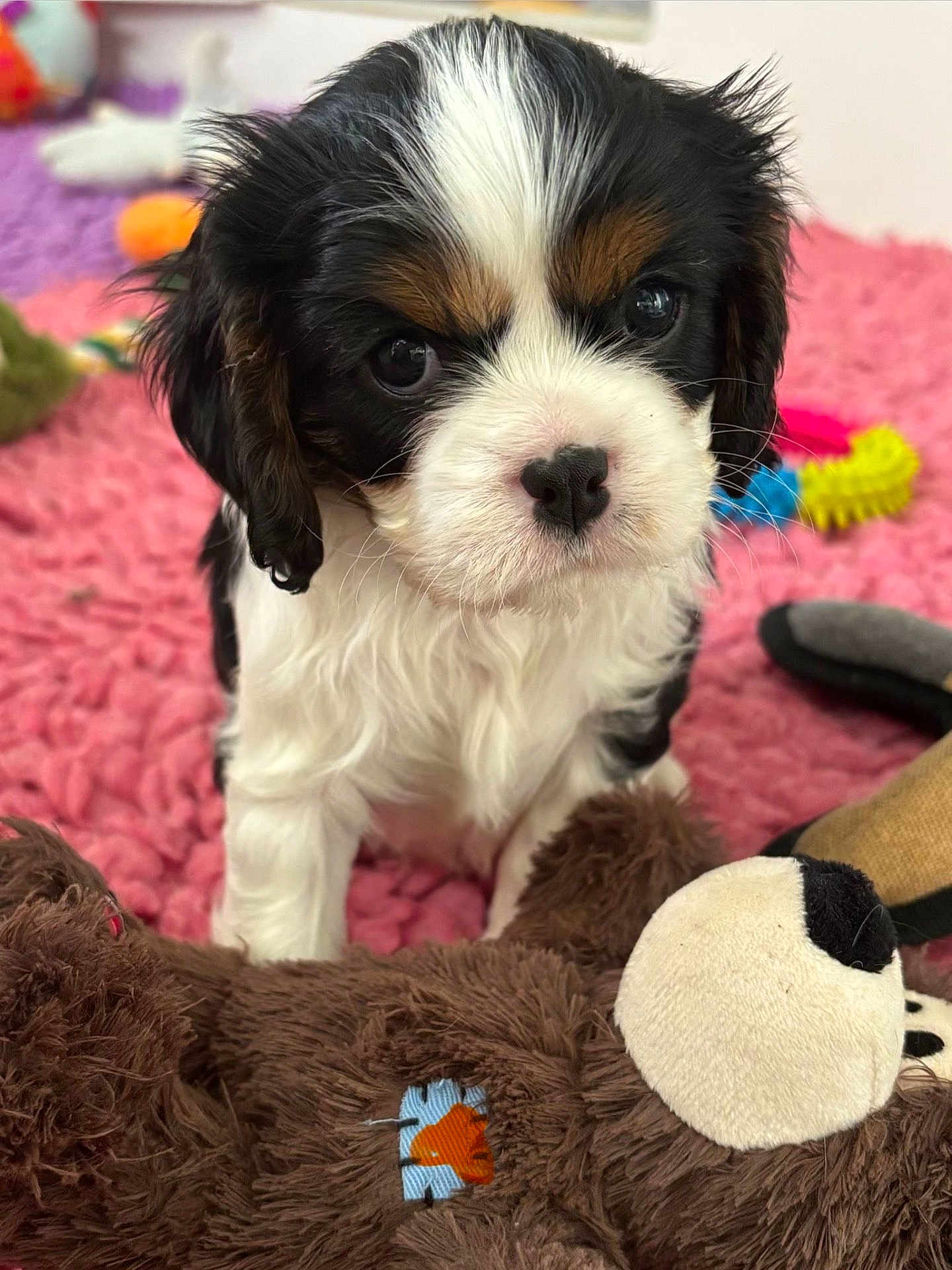 Violette a rejoint le concours — aidez-le/la à gagner de superbes lots ! puppy, dog, tricolor, cute, fur, toy, plush_bear, pink_rug, indoor, pet, close_up, young_dog, soft_texture, playful, adorable, animal, small_dog, black_white_brown, background_toys, curious_look