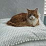 cat, orange_cat, white_cat, fluffy_cat, pet, animal, indoor, blanket, textured_blanket, resting, lounging, feline, fur, whiskers, window_blind, calm, curious, domestic_animal, home, cozy