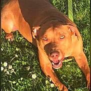 Simba participe au concours pour gagner de l'argent avec cette photo : dog, brown_dog, pet, animal, happy, smiling, open_mouth, outdoor, grass, garden, daisies, flowers, sunlight, portrait, close_up, standing, playful, collar, tail, phone_screenshot