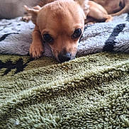 Apple a rejoint le concours — aidez-le/la à gagner de superbes lots ! puppy, dog, sleeping, lying_down, brown_fur, small_dog, two_dogs, pet, animal, cute, adorable, indoors, blanket, fuzzy_blanket, couch, close_up, portrait, resting, relaxed, home