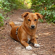 Romy a rejoint le concours — aidez-le/la à gagner de superbes lots ! alert, animal, brown_dog, canine, close_up, daylight, dog, ears_up, forest, fur, greenery, ground, leafy, lying_down, nature, outdoor, path, pet, trail, white_paws