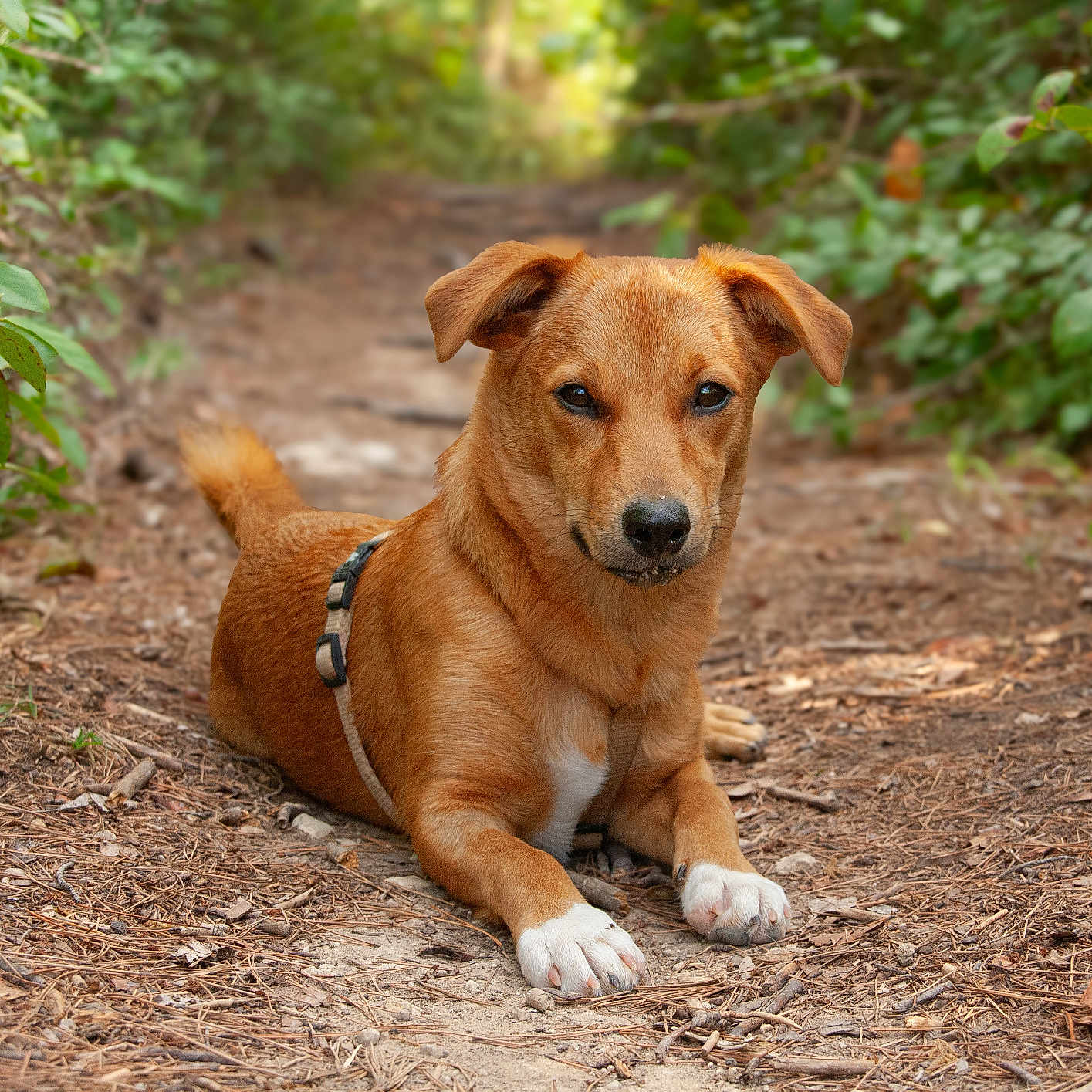 Romy a rejoint le concours — aidez-le/la à gagner de superbes lots ! alert, animal, brown_dog, canine, close_up, daylight, dog, ears_up, forest, fur, greenery, ground, leafy, lying_down, nature, outdoor, path, pet, trail, white_paws