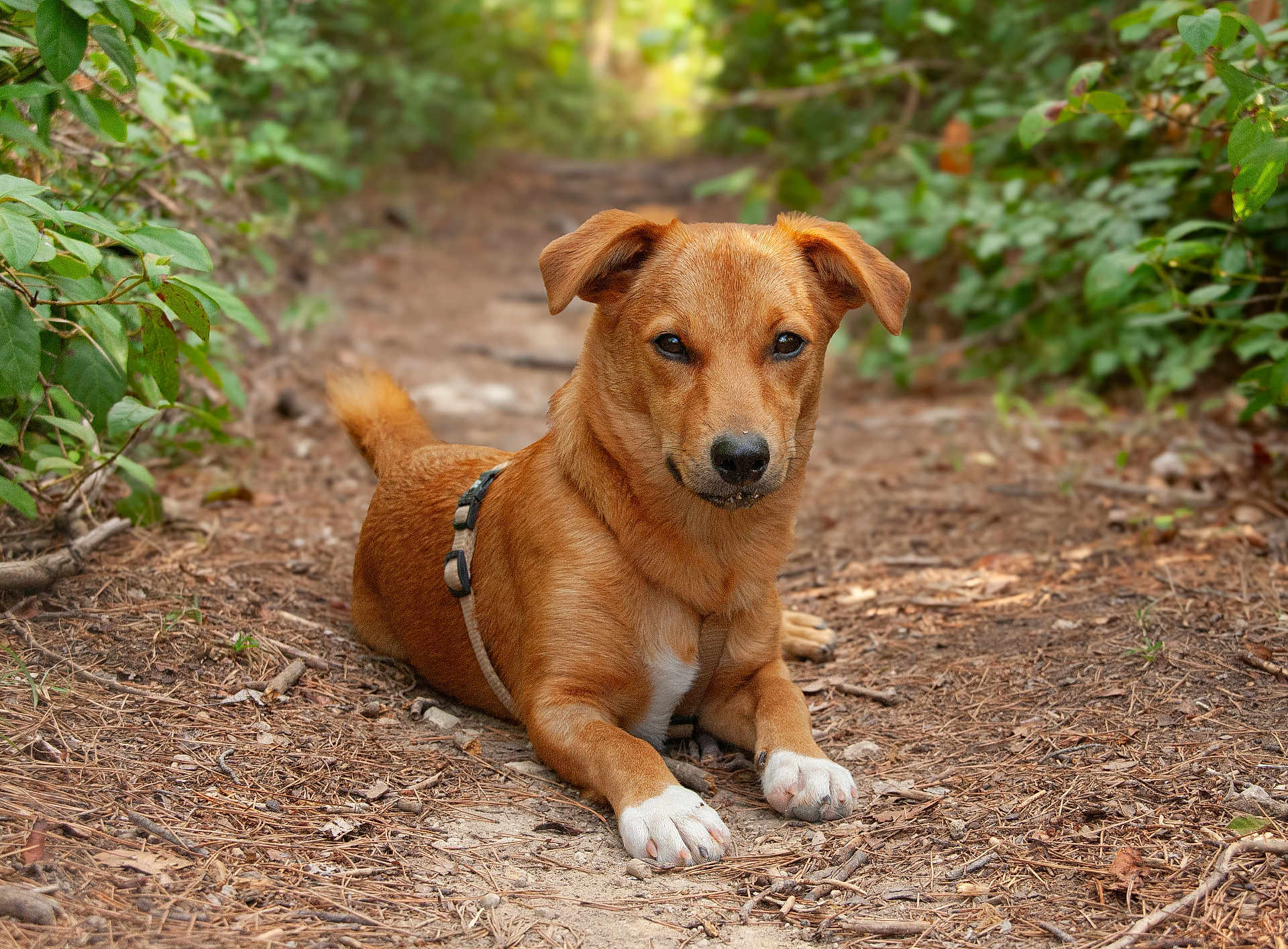 Romy a rejoint le concours — aidez-le/la à gagner de superbes lots ! alert, animal, brown_dog, canine, close_up, daylight, dog, ears_up, forest, fur, greenery, ground, leafy, lying_down, nature, outdoor, path, pet, trail, white_paws
