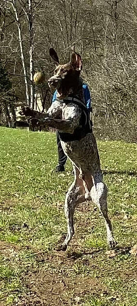 Ouija a rejoint le concours — aidez-le/la à gagner de superbes lots ! animal_sports, camouflage, canidae, carnivore, dog, dog_breed, dog_supply, fawn, grass, marines, military_camouflage, plant, recreation, soldier, sporting_group, tail, terrestrial_animal, tree, trunk, wildlife