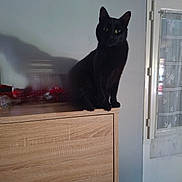 Hygi participe au concours pour gagner de l'argent avec cette photo : black_cat, cat, feline, pet, sitting, portrait, indoors, dresser, furniture, wood, window, curtain, home, room, black_fur, yellow_eyes, upright, alert, animal, photography