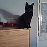 black_cat, cat, feline, pet, sitting, portrait, indoors, dresser, furniture, wood, window, curtain, home, room, black_fur, yellow_eyes, upright, alert, animal, photography