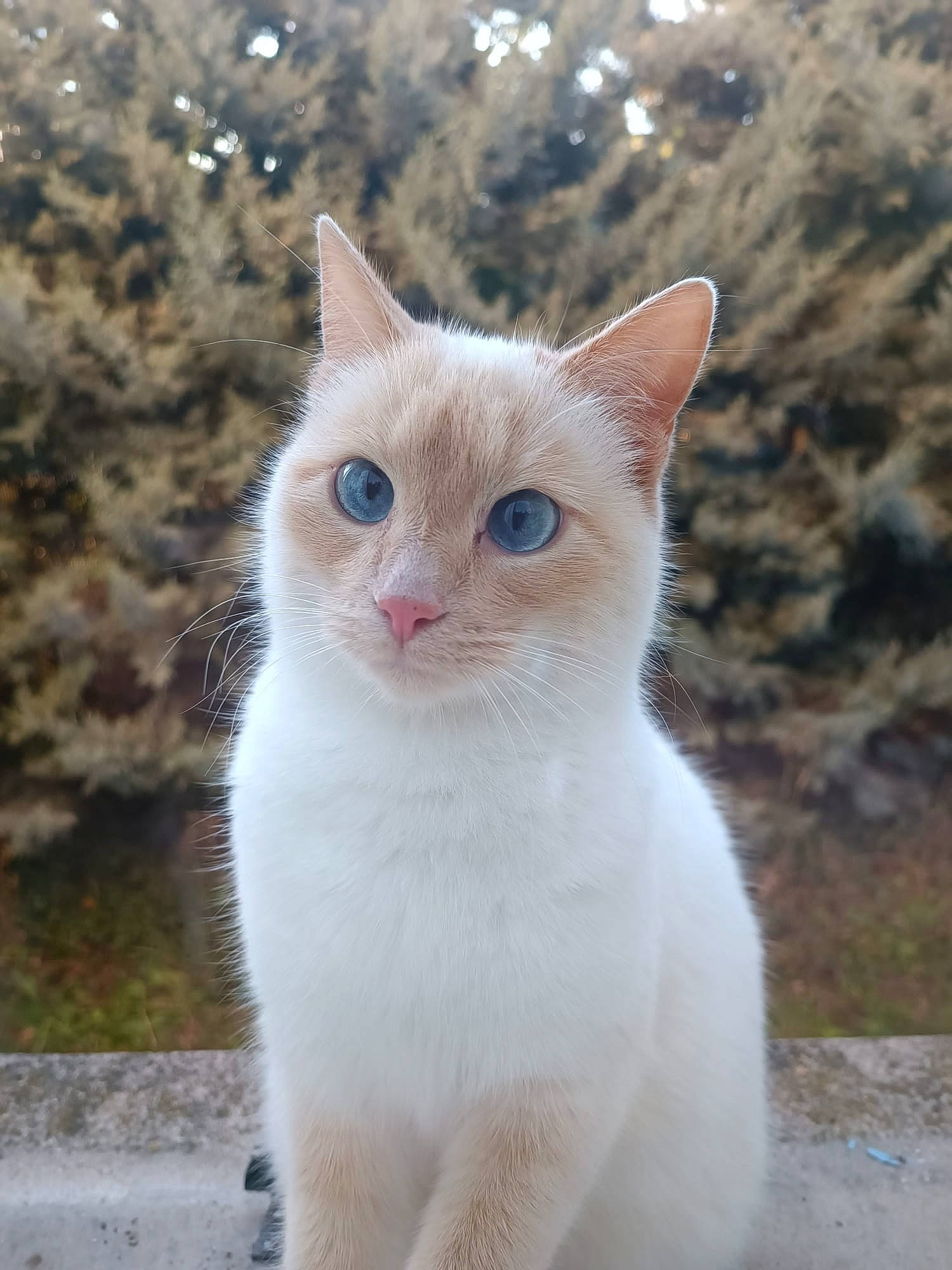 Maya