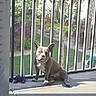Viper joined the competition — help win amazing prizes! dog, pet, balcony, sunlight, shadow, toy, garden, grass, tree, plant, fence, outdoor, animal, canine, sitting, collar, concrete_floor, daylight, nature, quiet