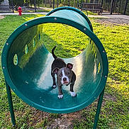 Viper joined the competition — help win amazing prizes! puppy, dog, playground, green_tunnel, grass, outdoor, sunlight, park, fence, play_equipment, young_dog, pet, animal, cute, nature, daylight, ears, tail, collar, curious