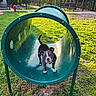 puppy, dog, playground, green_tunnel, grass, outdoor, sunlight, park, fence, play_equipment, young_dog, pet, animal, cute, nature, daylight, ears, tail, collar, curious