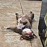 Viper joined the competition — help win amazing prizes! dog, puppy, tile_floor, indoor, relaxing, belly_up, collar, paw, floor_tile, resting, pet, canine, cute, domestic_animal, fur, lying_down, household, appliance, towel, playful