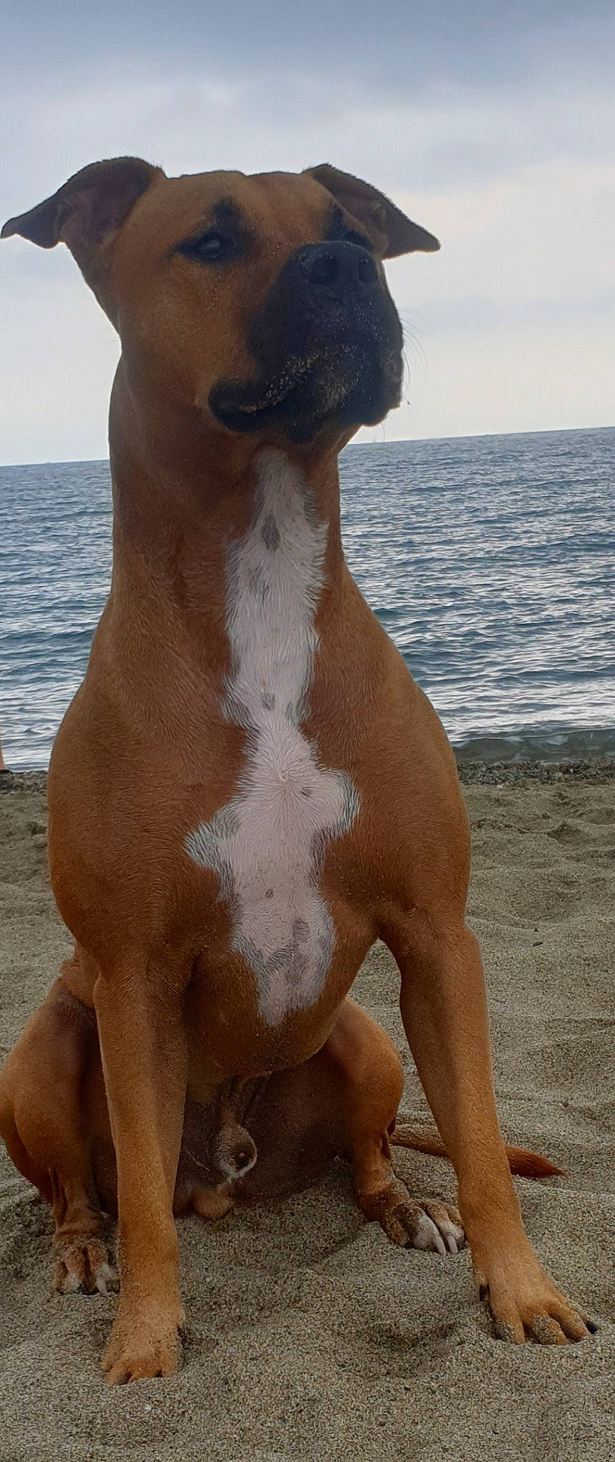 Snow a rejoint le concours — aidez-le/la à gagner de superbes lots ! beach, carnivore, companion_dog, dog, dog_breed, fawn, foot, human_leg, liver, non_sporting_group, ocean, sky, snout, sporting_group, terrestrial_animal, water, working_animal