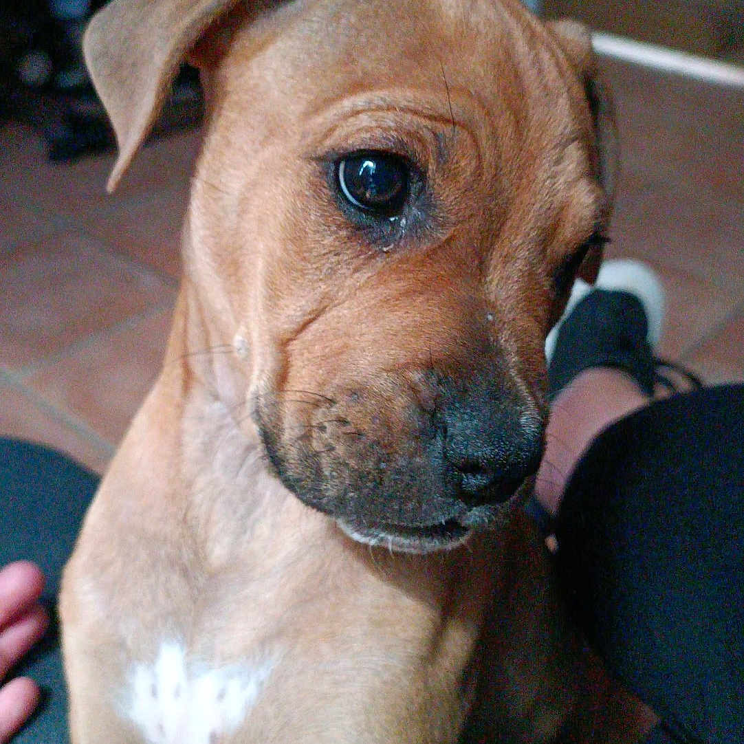 Balko participe au concours pour gagner de l'argent avec cette photo : puppy, dog, brown_dog, indoor, close_up, pet, cute, young_dog, floor, tile_floor, person, lap, animal, face, ears, snout, fur, white_patch, black_nose, paw