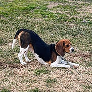 Annabelle joined the competition — help win amazing prizes! dog, beagle, stretching, grass, outdoor, pet, animal, leash, brown, white, black, field, nature, canine, playful, alert, ear, snout, collar, tank