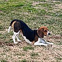 dog, beagle, stretching, grass, outdoor, pet, animal, leash, brown, white, black, field, nature, canine, playful, alert, ear, snout, collar, tank