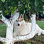 dog, husky, animal, pet, tree, grass, garden, outdoor, nature, white_paint, foliage, canine, resting, quiet, greenery, trunk, leaves, summer, daylight, relaxed