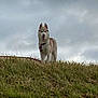 dog, husky, animal, grass, hill, outdoor, pet, sky, cloudy, canine, mammal, nature, standing, fur, tongue, collar, leash, alert, daytime, field
