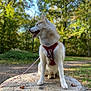 animal, autumn, canine, daylight, dog, forest, fur, greenery, harness, husky, leash, mammal, nature, outdoor, park, pet, rock, sitting, tongue, tree