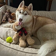 Vegas participe au concours pour gagner de l'argent avec cette photo : dog, husky, plush_toy, teddy_bear, dog_bed, tennis_ball, indoor, pet, animal, cozy, playful, fur, cute, toy, resting, canine, bed, comfort, fluffy_tail, relaxed