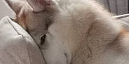 Vegas participe au concours pour gagner de l'argent avec cette photo : dog, resting, couch, indoor, pet, sleepy, fur, animal, cozy, cushion, soft, relaxed, mammal, household, canine, comfort, laying, closeup, domestic, quiet
