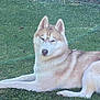 Vegas participe au concours pour gagner de l'argent avec cette photo : dog, husky, animal, canine, pet, outdoor, grass, lawn, relaxed, lying_down, fur, nature, quiet, peaceful, garden, ears, snout, muzzle, resting, daylight