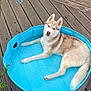 dog, husky, water, pool, outdoor, pet, canine, fur, animal, relaxing, blue, wooden_deck, grass, summer, domestic_animal, young_dog, looking_at_camera, nature, resting, playful