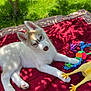 puppy, dog, toy, rubber_chicken, rope_toy, blanket, outdoor, grass, tree, sunlight, shadow, playful, pet, cute, young_dog, fur, animal, relaxing, summer, nature